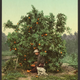 Illustration for article titled Orange